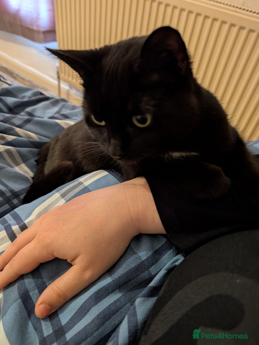 Mixed Breed cats for sale: Sweet girl needs rehoming - Image 1