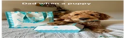 Mini Goldendoodle dogs for sale: Mini goldendoodle waiting list ✨licensed breeder  - Advert 9