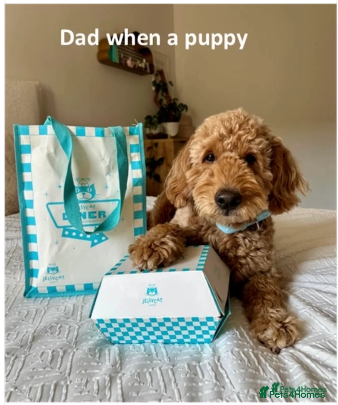 Mini Goldendoodle dogs for sale: Mini goldendoodle waiting list ✨licensed breeder  - Advert 9
