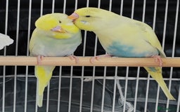 Budgerigars birds for sale: Beautiful Baby Budgies  - Image 1