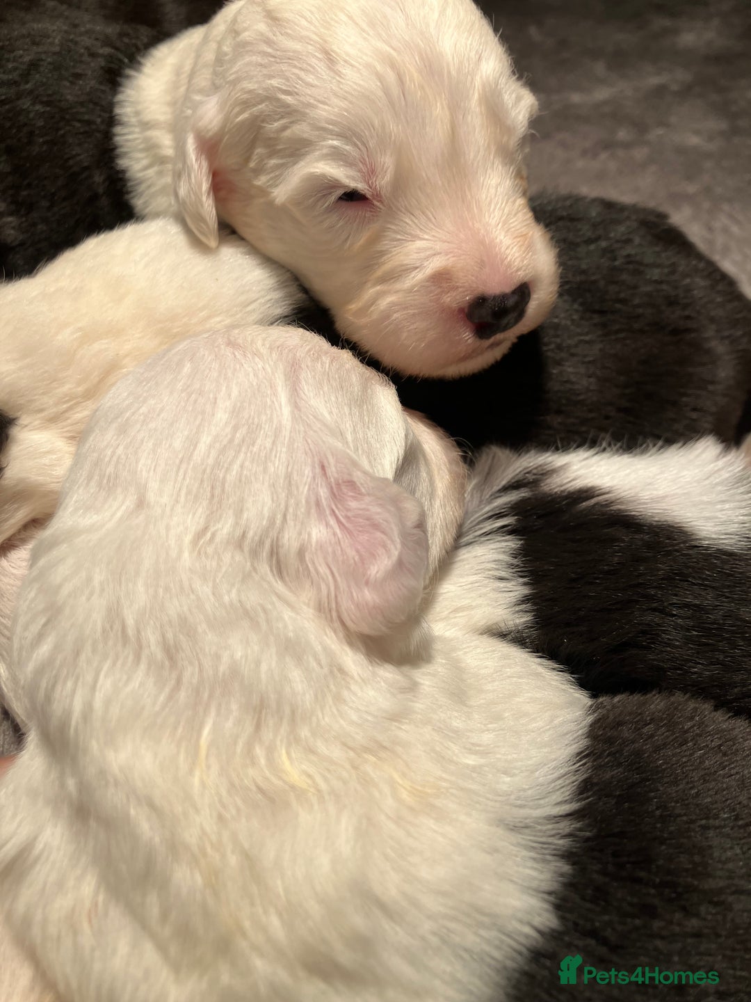 Old English Sheepdog dogs for sale: HEALTH TESTED OLD ENGLISH SHEEPDOG PUPPIES  - Advert 11