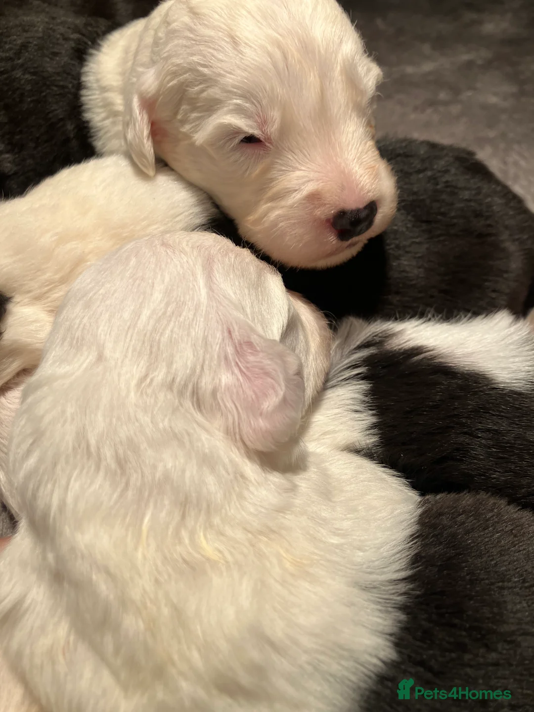 Old English Sheepdog dogs for sale: HEALTH TESTED OLD ENGLISH SHEEPDOG PUPPIES  - Advert 17