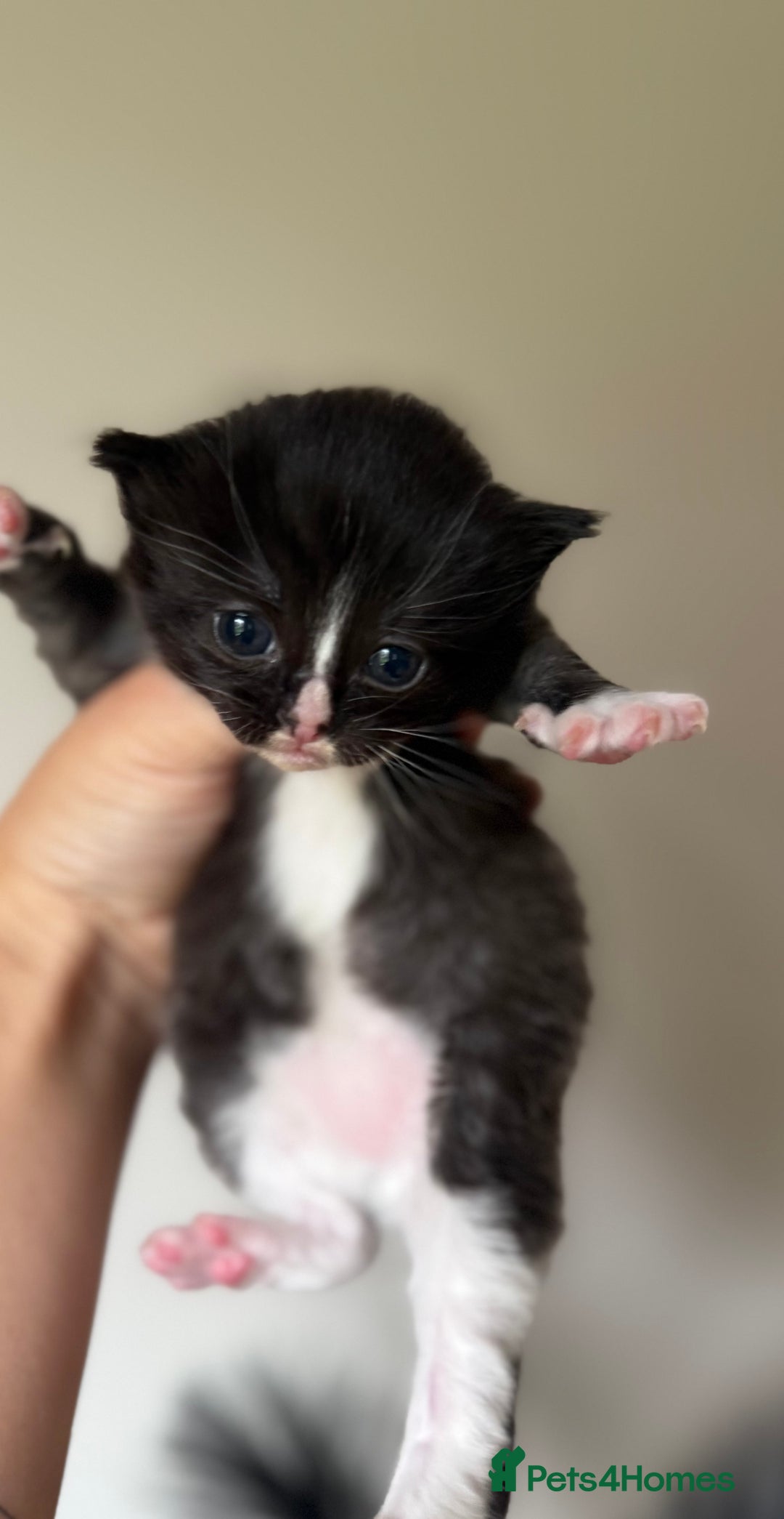 Ragdoll cats for sale: Ragdoll x kitten - Female 🐾🩷 - Image 3