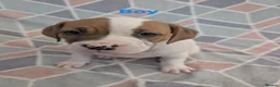 American Bulldog dogs for sale: American bulldogs  - Advert 19