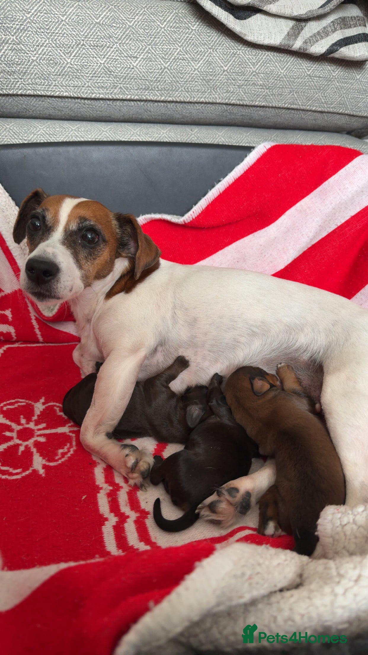 Jackapoo dogs Gorgeous Jackapoo Puppies Ready 17th November - Advert 5