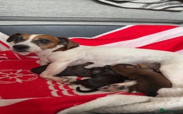 Jackapoo dogs for sale: Gorgeous Jackapoo Puppies Ready 17th November - Image 1