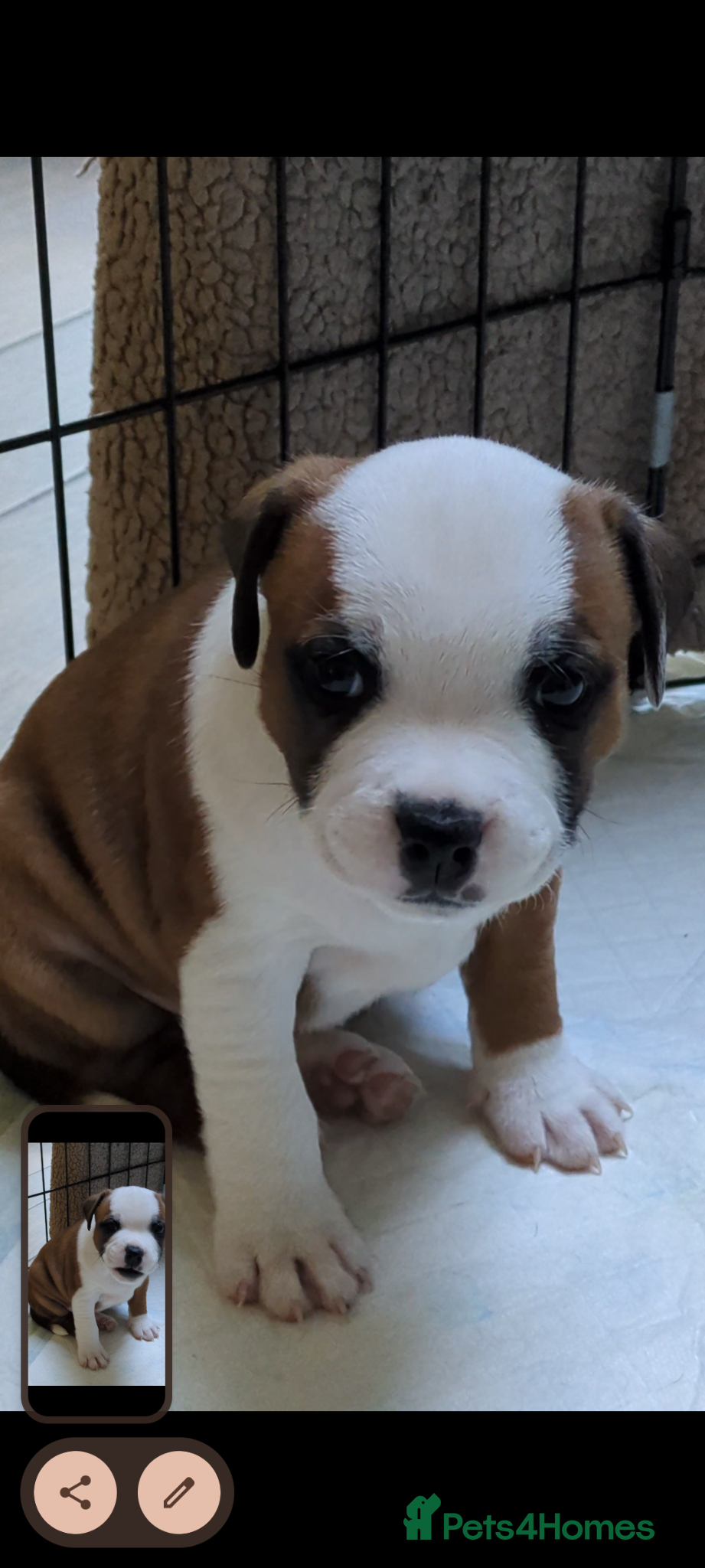 Staffordshire Bull Terrier dogs Beautiful puppies🐶🐶🐶🐶 - Advert 1