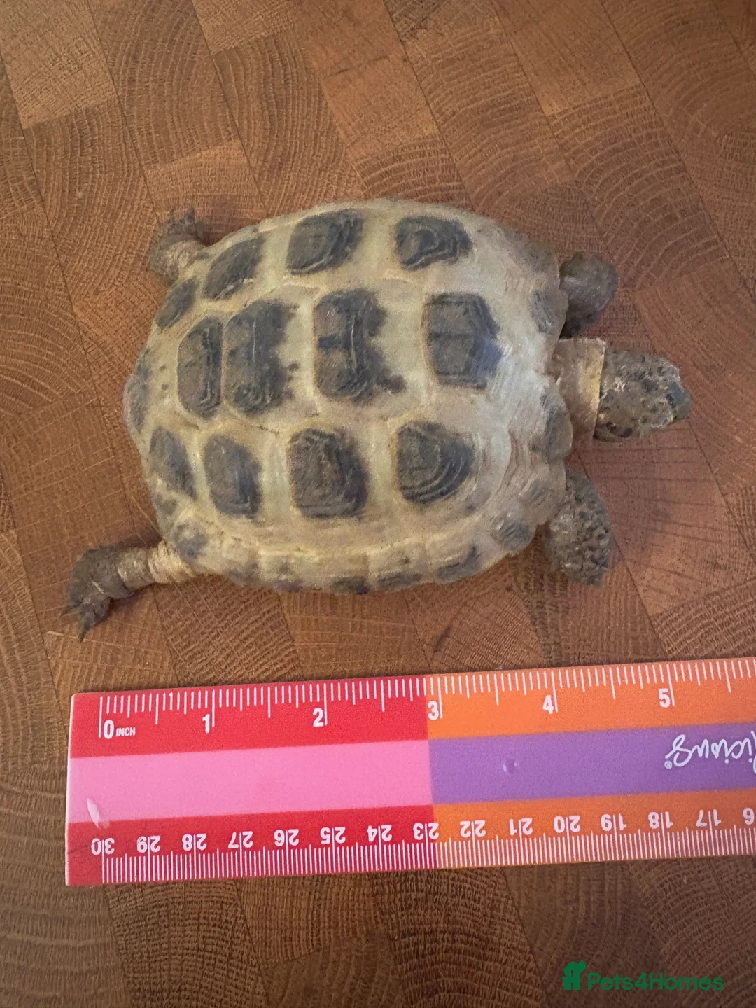 Tortoise reptiles for sale: Two Horsfield Tortoises  - Advert 3