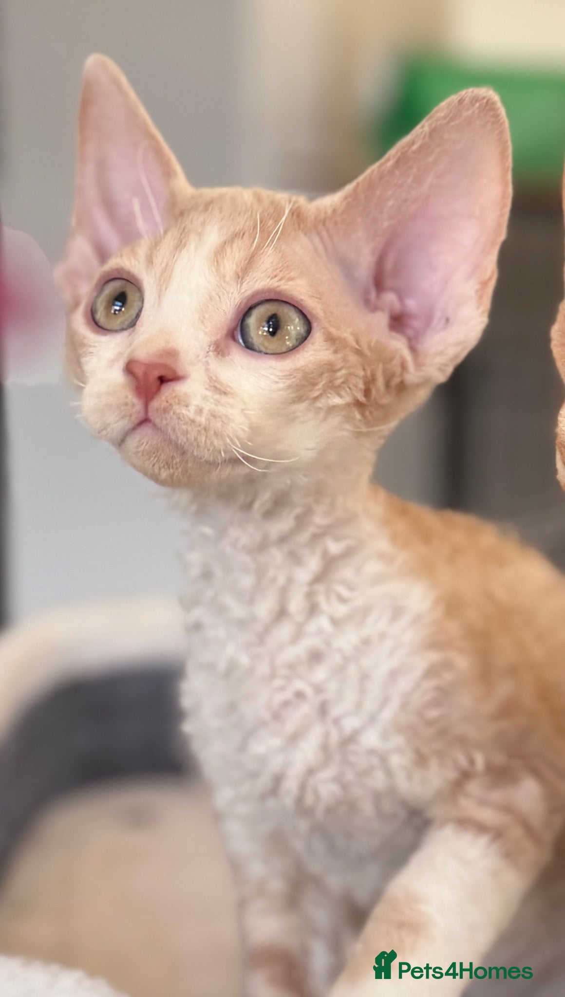 Devon Rex cats Fantastic pedigree Devon Rex kittens  - Advert 9