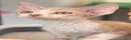 Devon Rex cats for sale: Fantastic pedigree Devon Rex kittens  - Advert 6