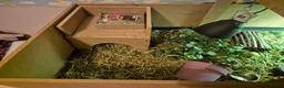 Tortoise reptiles for sale: Horsefield tortoise and enclosure - Advert 7