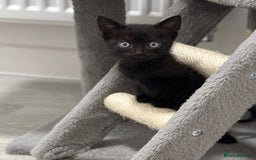 Mixed Breed cats for sale: 4 kittens looking for their forever homes  - Image 6