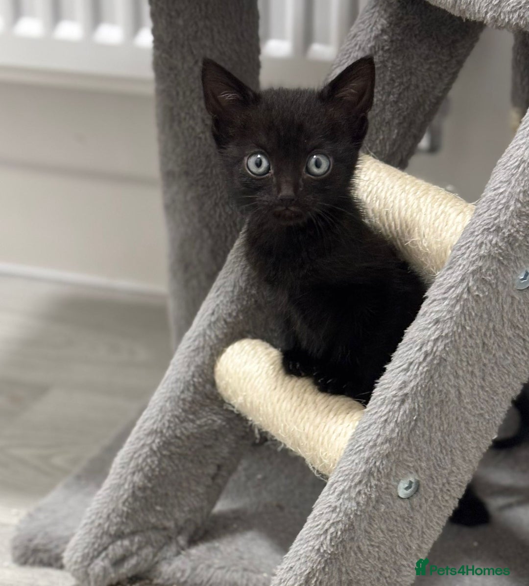 Mixed Breed cats for sale: 4 kittens looking for their forever homes  - Image 6