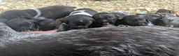 German Wirehaired Pointer dogs for sale: German Wirehaired Pointer puppies - Advert 3