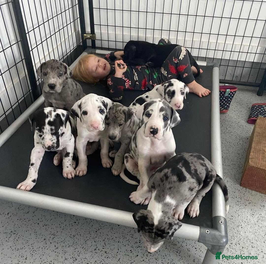 Great Dane dogs for sale: Beautiful Great Dane puppies for sale  - Image 1