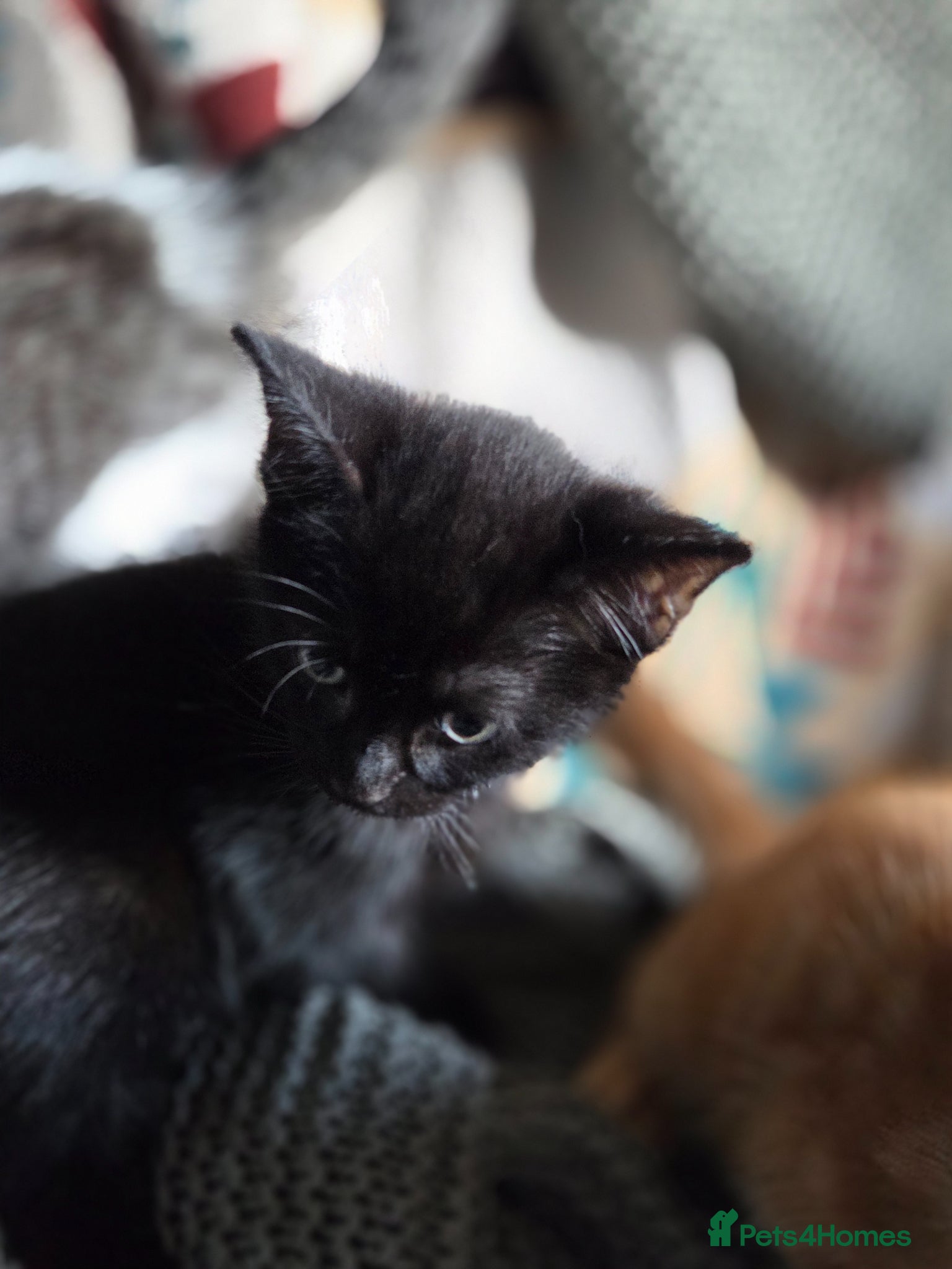 Mixed Breed Kitten 5