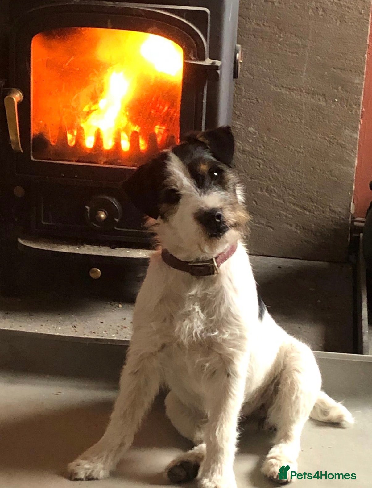 Patterjack dogs Paterjack puppies for sale  - Advert 11