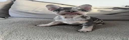 French Bulldog dogs for sale: 1 Frenchie looking for his forever home  - Advert 2