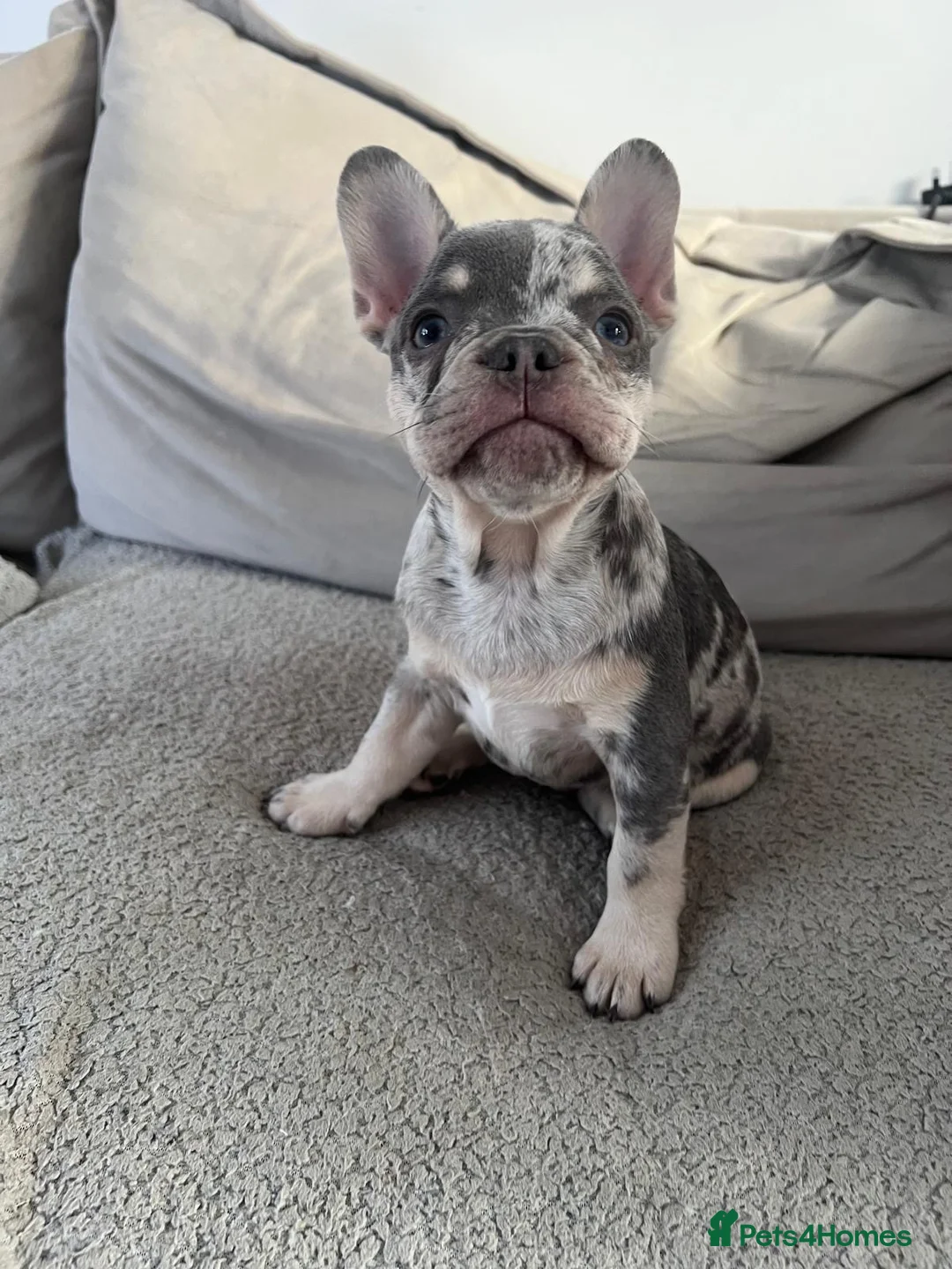 French Bulldog dogs for sale: 1 Frenchie looking for his forever home  - Advert 2