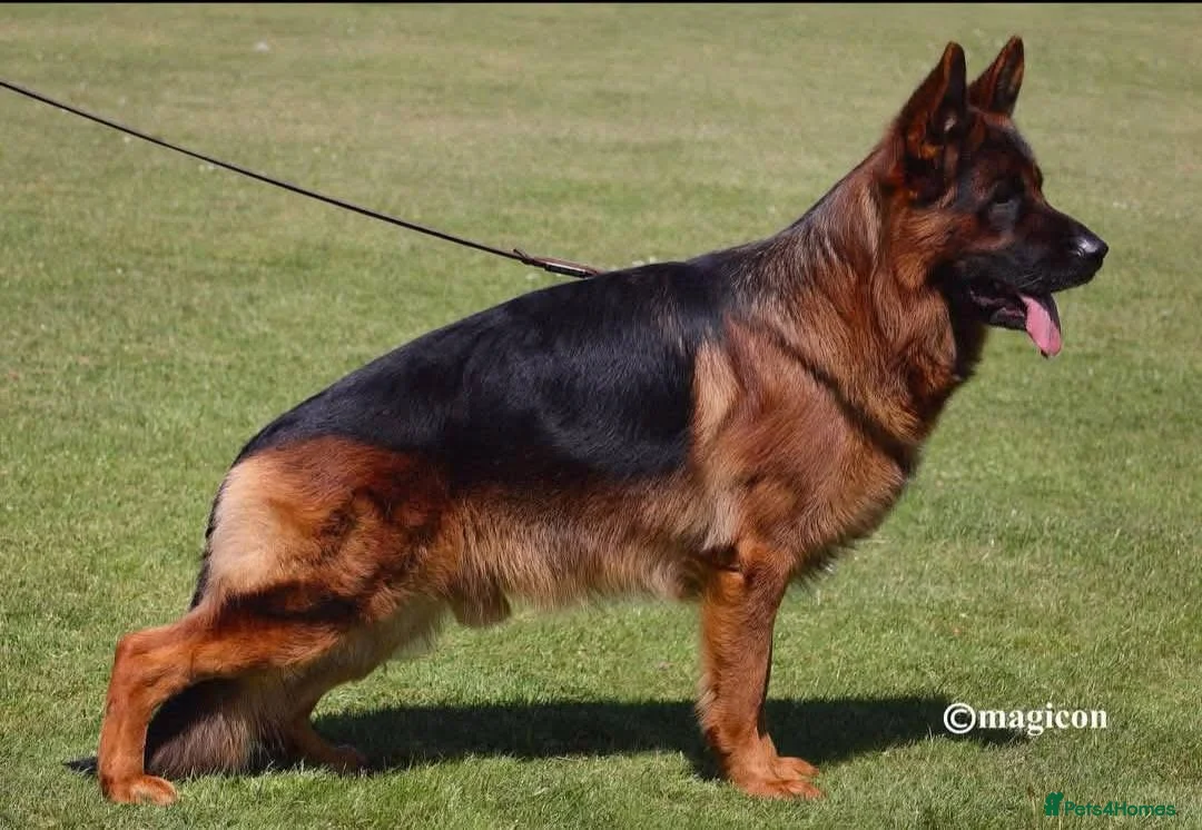 German Shepherd dogs for sale: German Shepard  - Advert 1