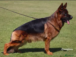 German Shepherd dogs German Shepard - Advert 1