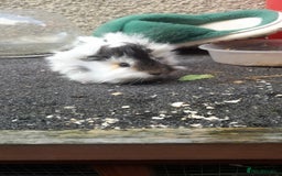 Guinea Pig rodents for sale: Male guinea pigs - Image 3