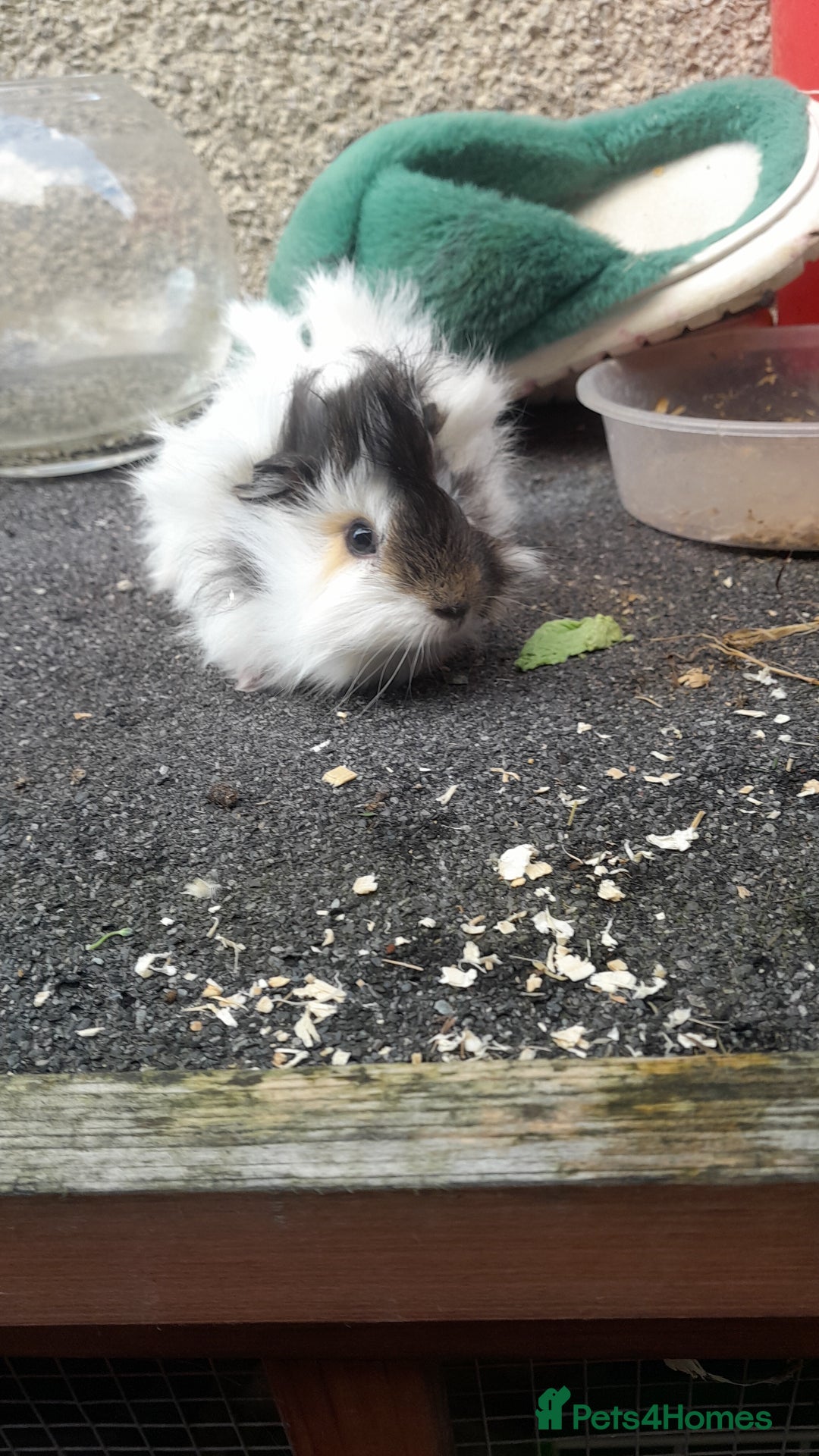 Guinea Pig rodents for sale: Male guinea pigs - Image 3