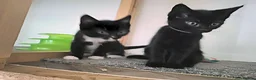 Mixed Breed cats for adoption: LEVI AND LOU - Advert 4