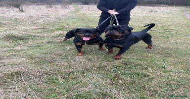Rottweiler dogs Beautiful Rottweiler girl. Ready to leave now  - Advert 6