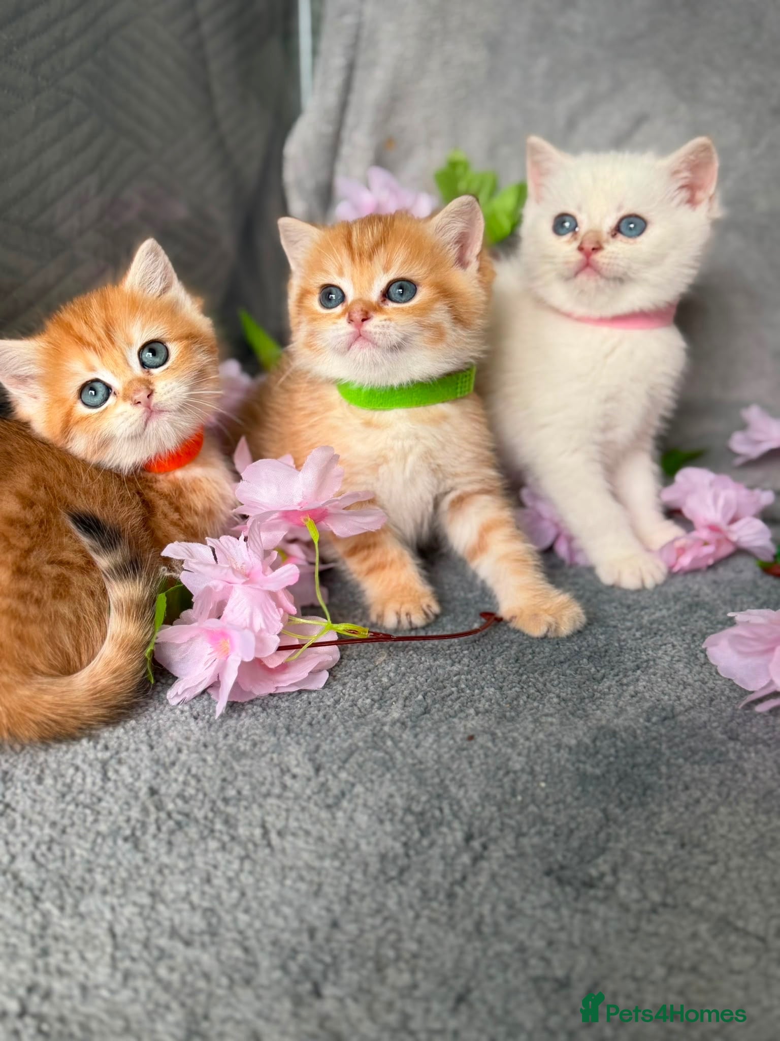 British Shorthair cats ✨Golden British Shorthair kittens ✨ - Advert 18