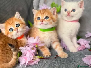 British Shorthair cats ✨Golden British Shorthair kittens ✨ - Advert 18