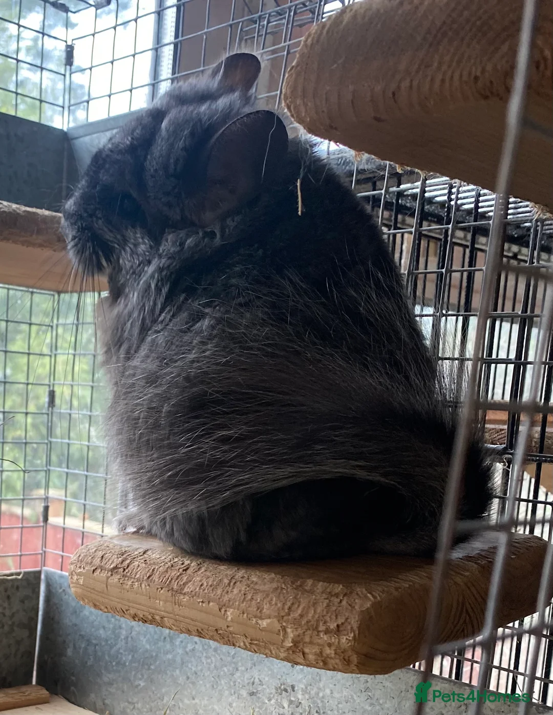 Chinchilla rodents for sale: RPA (Angoran) Chinchilla Boy, 7 months old - Advert 5