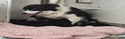 Border Collie dogs for sale: Stunning border collie pups - Advert 6