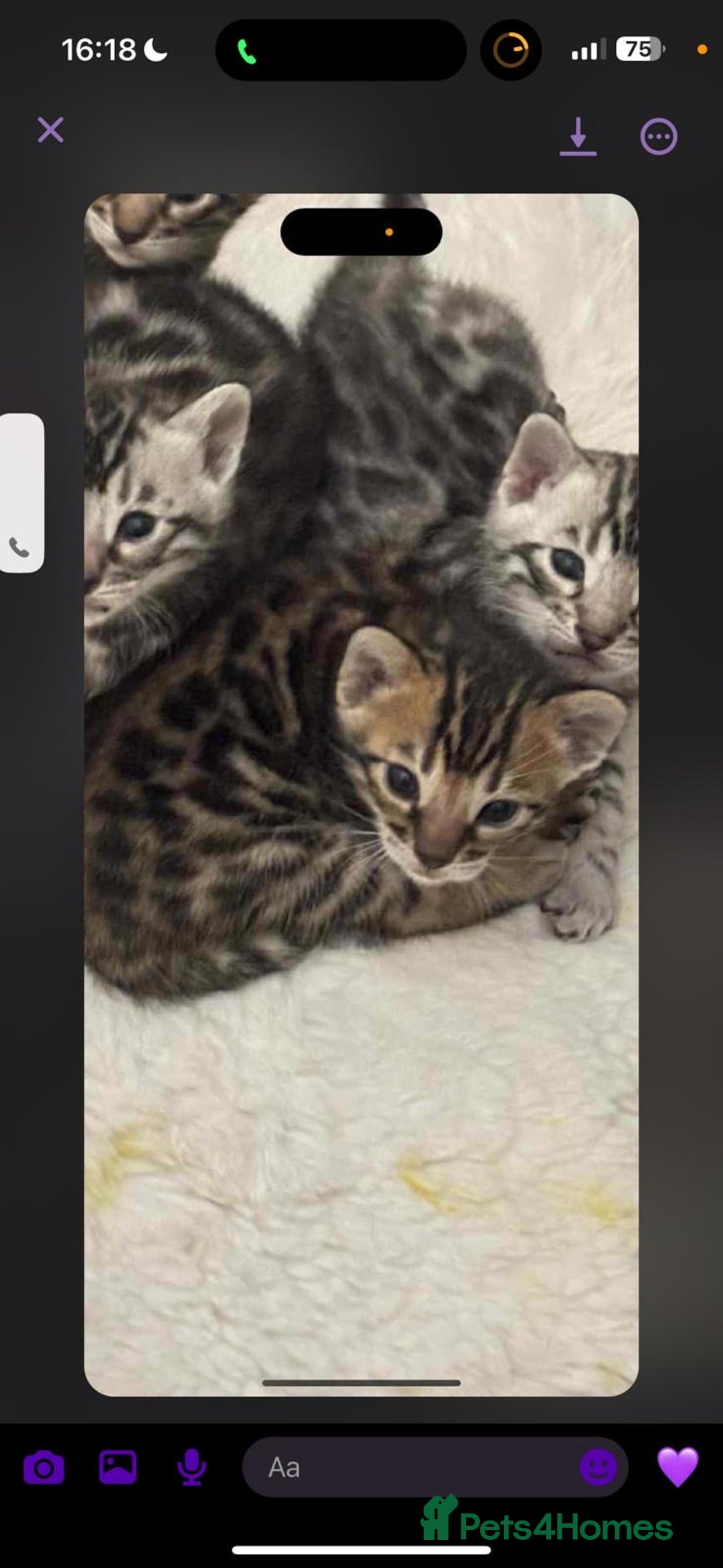 Bengal cats for sale: 🩶 BENGAL 🔥 KITTENS 🤍 TICA REGISTERED  - Advert 15