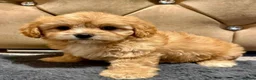 Maltipoo dogs for sale: BEAUTIFUL F1B MALTIPOOS READY TO LEAVE! - Advert 2