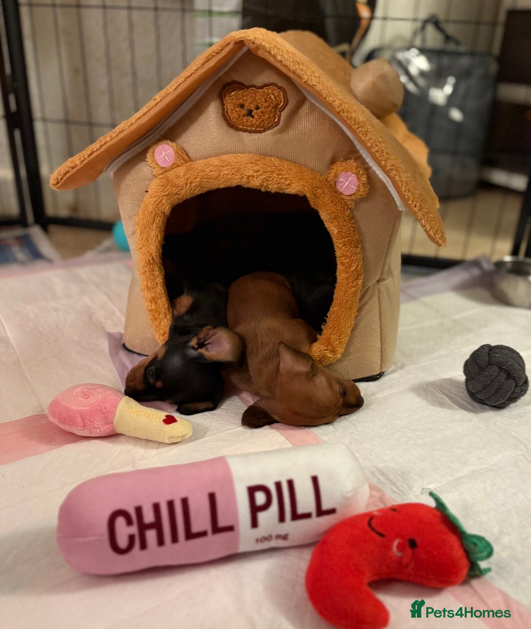 Miniature Dachshund dogs for sale: Vanitonia Miniature Smooth Dachshunds   - Advert 13