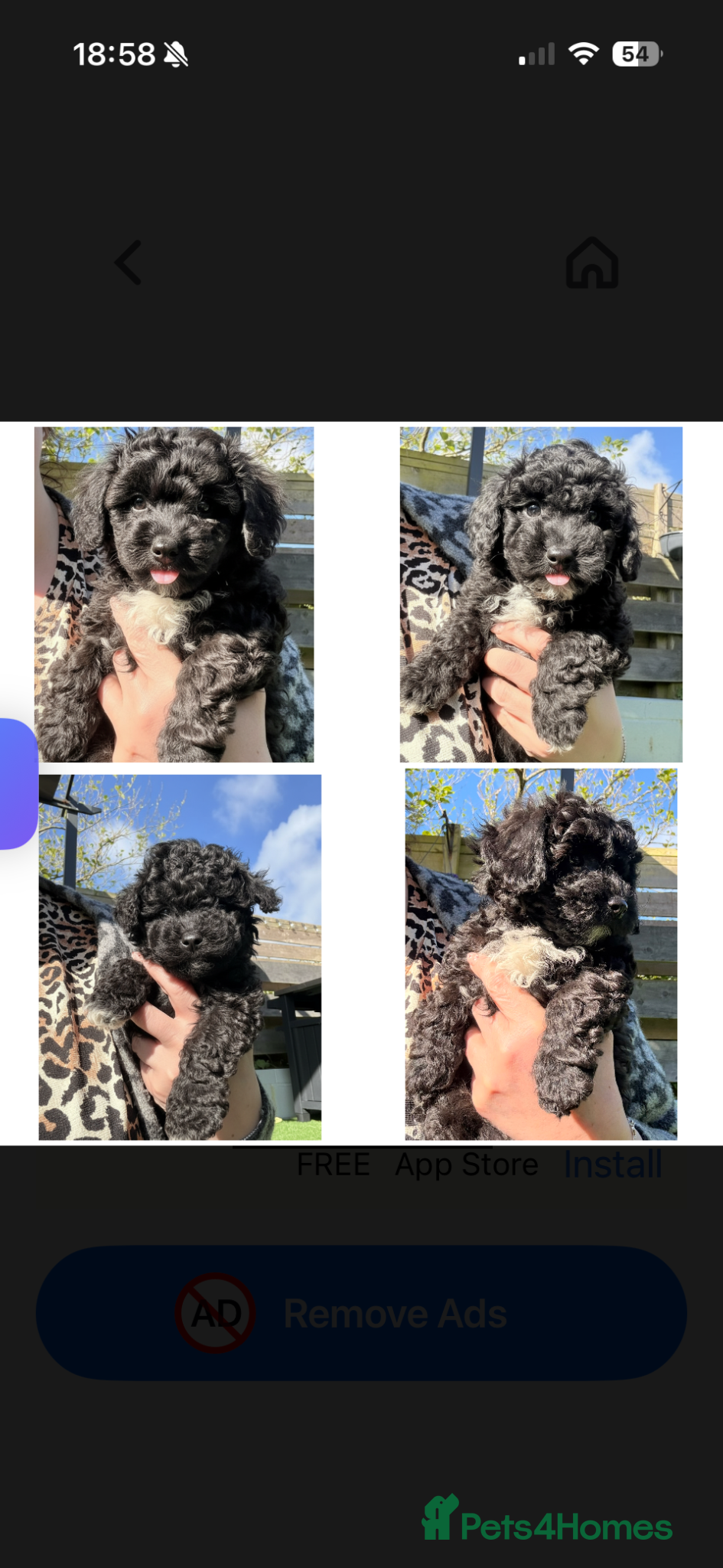 Cavapoochon dogs Cavapoochon puppies  - Advert 3