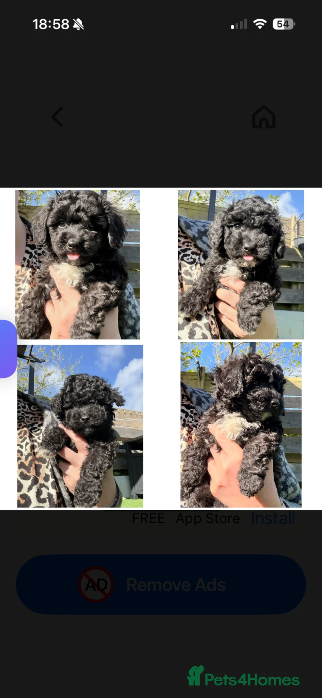 Cavapoochon dogs for sale: Cavapoochon puppies  - Advert 1
