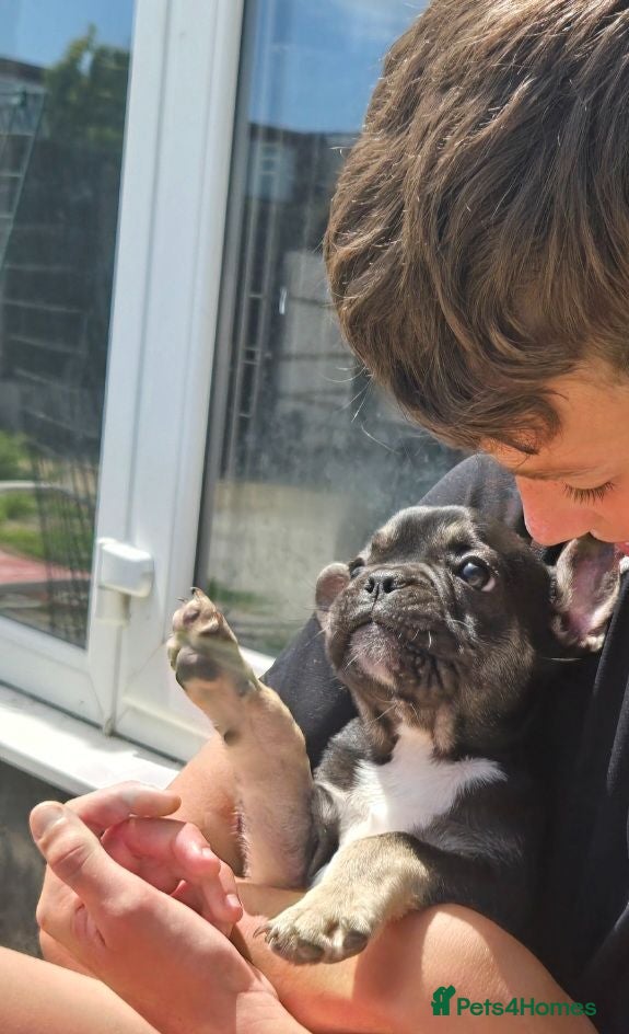 French Bulldog dogs 3 Stunning French bulldog puppies left - Advert 16