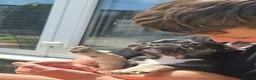 French Bulldog dogs for sale: 2 Stunning French bulldog puppies DROPPED PRICE  - Advert 4