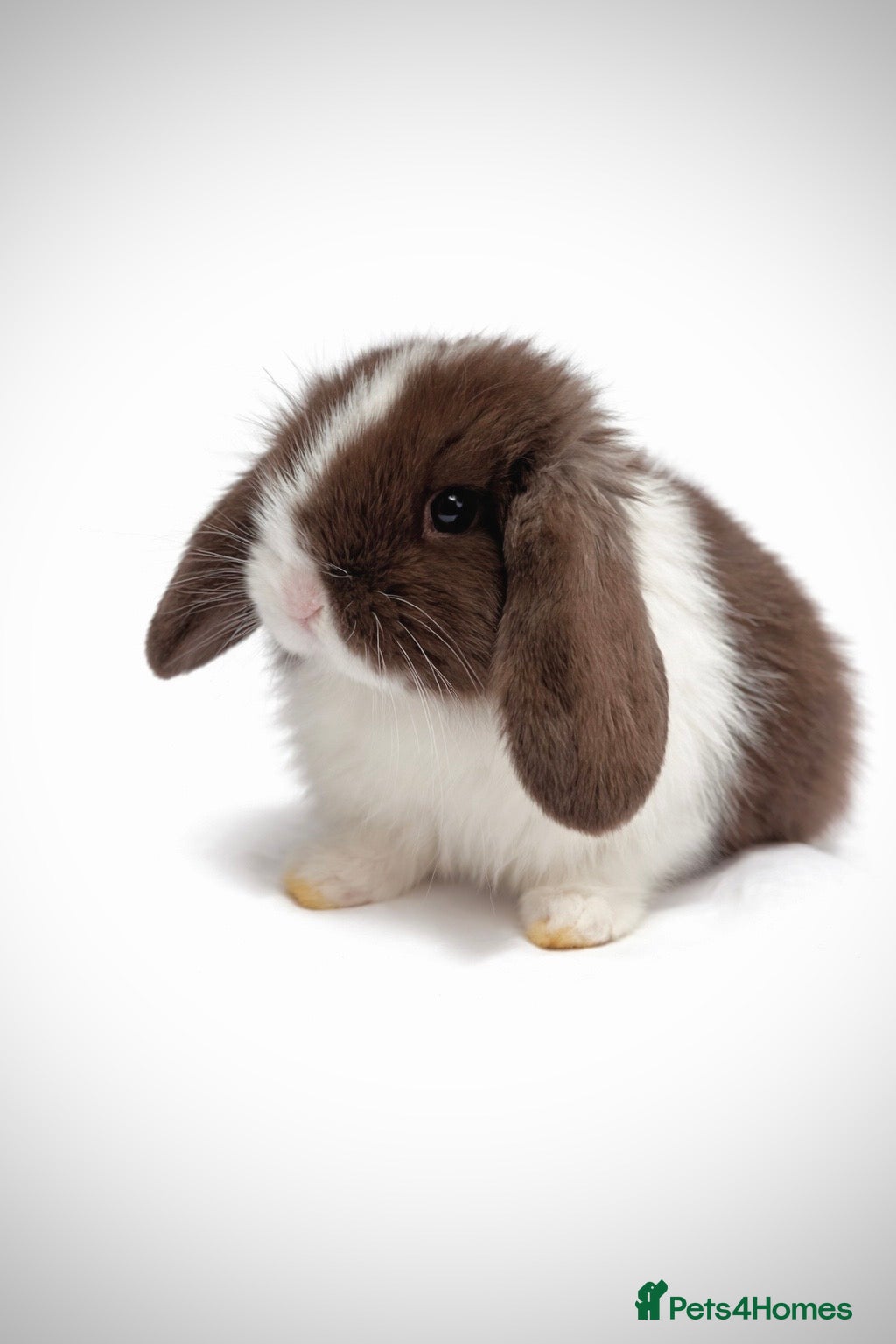 Mini Lop rabbits One pure bred mini lop available  - Advert 10