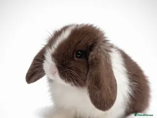 Mini Lop rabbits One pure bred mini lop available - Advert 10