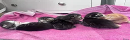 Mixed Breed cats for sale: Beautiful tabby kittens - Advert 10