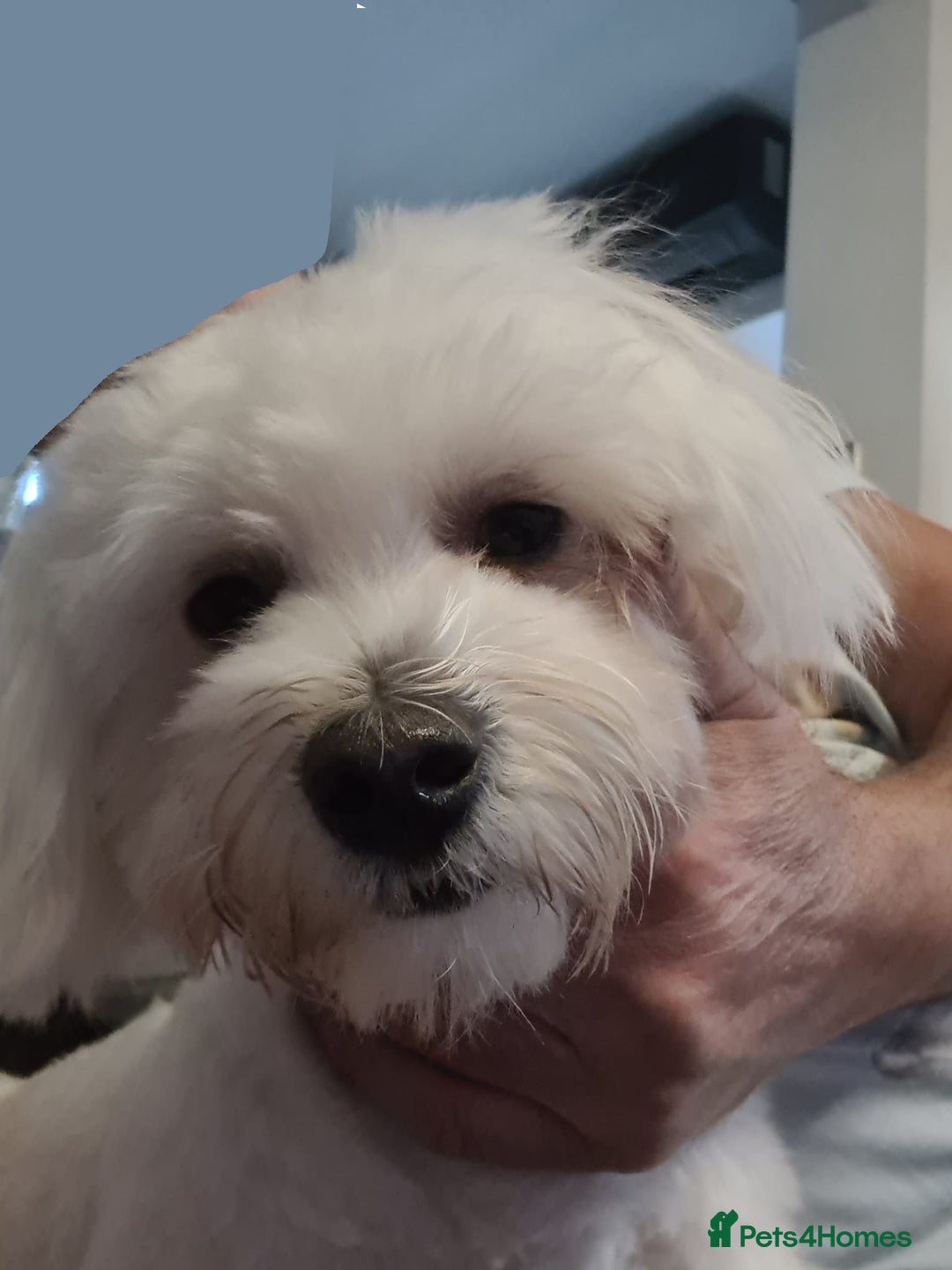 Maltese dogs for sale: Maltese Male 16 month old - Advert 7