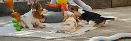 Beagle dogs for sale: Stunning KC Registered Beagle Pups- Ready 24.08.26 in Thirsk - Advert 19