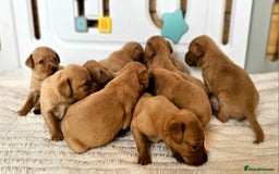Labrador Retriever dogs for sale: THE LAST KC FOX RED GIRL READY TO LEAVE NOW  - Image 21