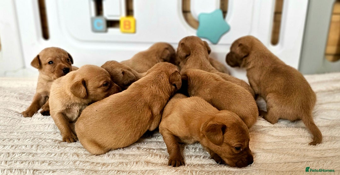 Labrador Retriever dogs for sale: THE LAST KC FOX RED GIRL READY TO LEAVE NOW  - Image 21