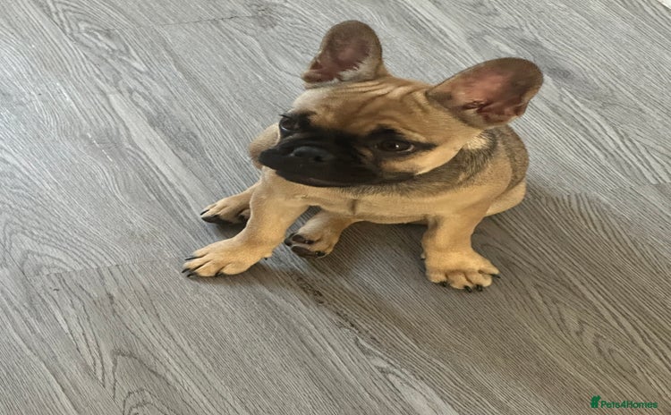 French Bulldog dogs - Advert 4