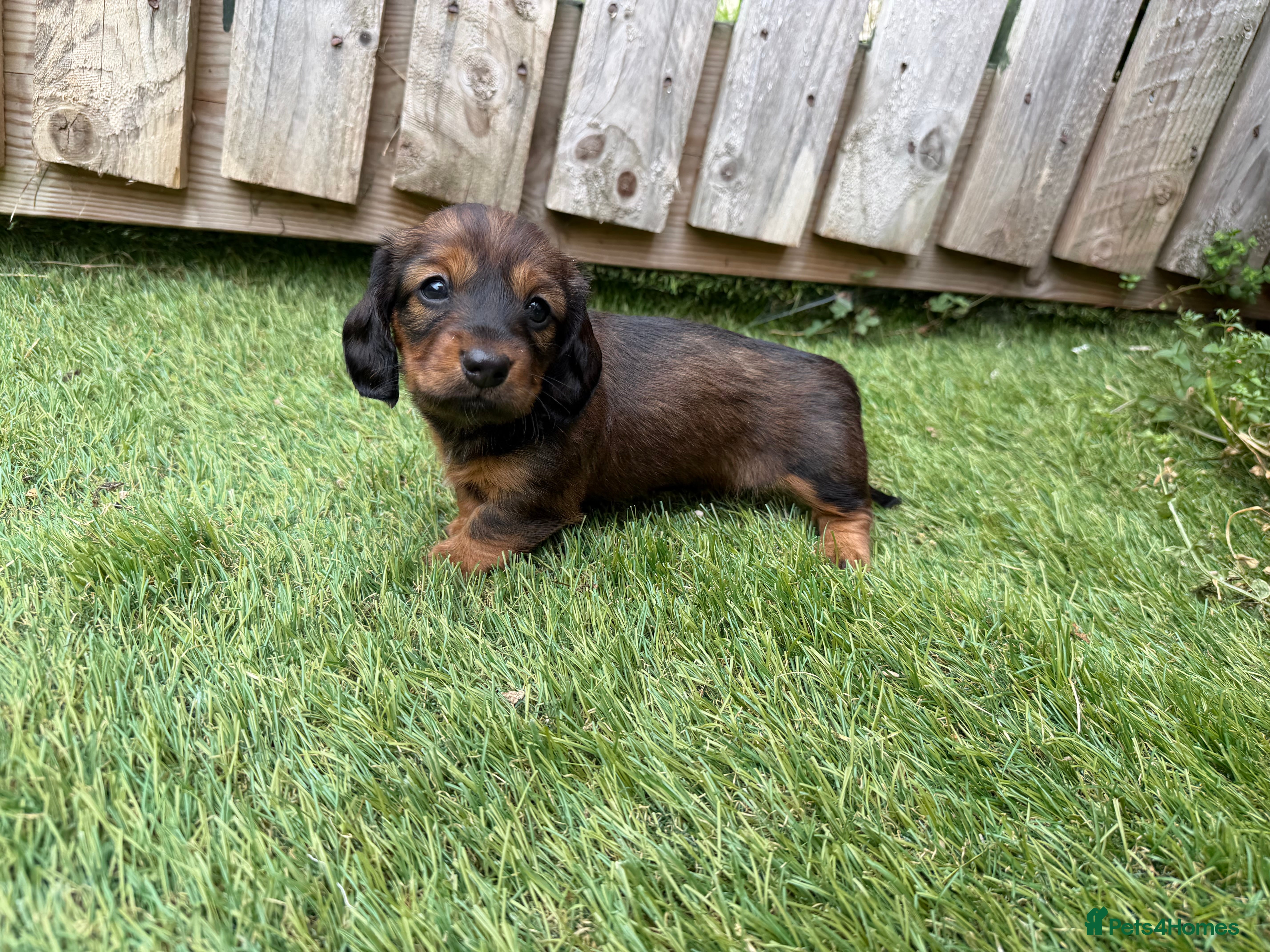 Miniature Dachshund dogs Beautiful Miniature Dachshund Puppies - Advert 2