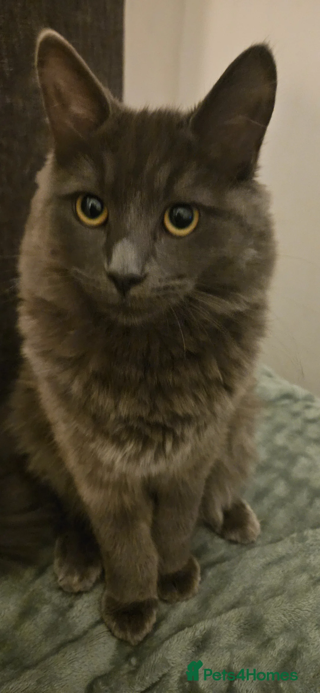 British Longhair cats for sale: Zzuzu - Advert 2